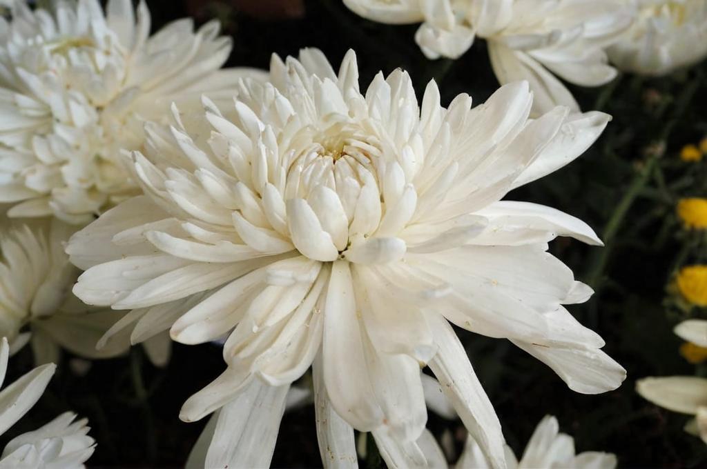Crisantemos blancos: Simbolismo y significado en diferentes culturas