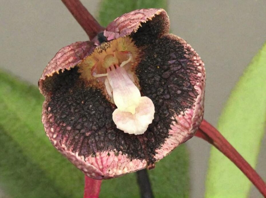 ¿Cuál es la flor cara de mono del Himalaya?