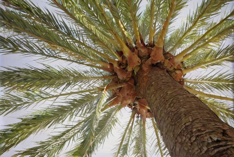 ¿Cuáles son las características de las palmeras?