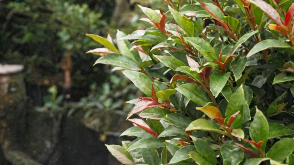 Cuáles son las enfermedades más comunes de la planta eugenia