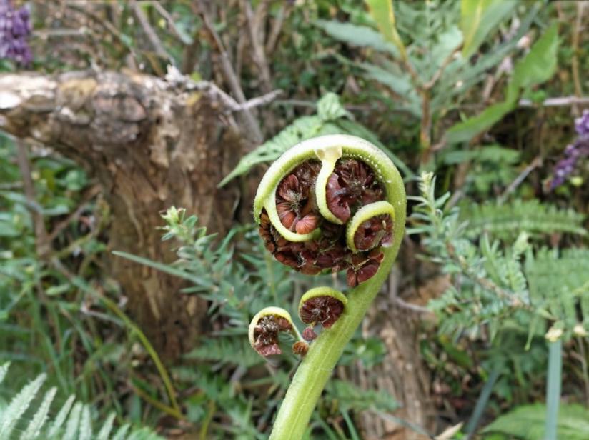 ¿Cuáles son las plantas primitivas?