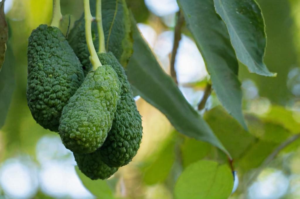 ¿Cuáles son los cuidados que necesita el aguacate?