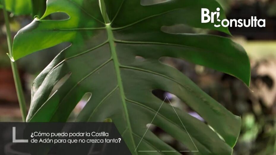 Poda de la Monstera: Cuándo y cómo realizar esta técnica de jardinería