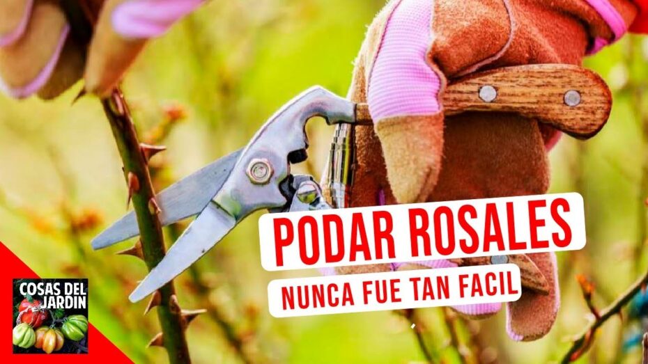 Poda de rosales viejos: cuándo y cómo realizar esta técnica de jardinería