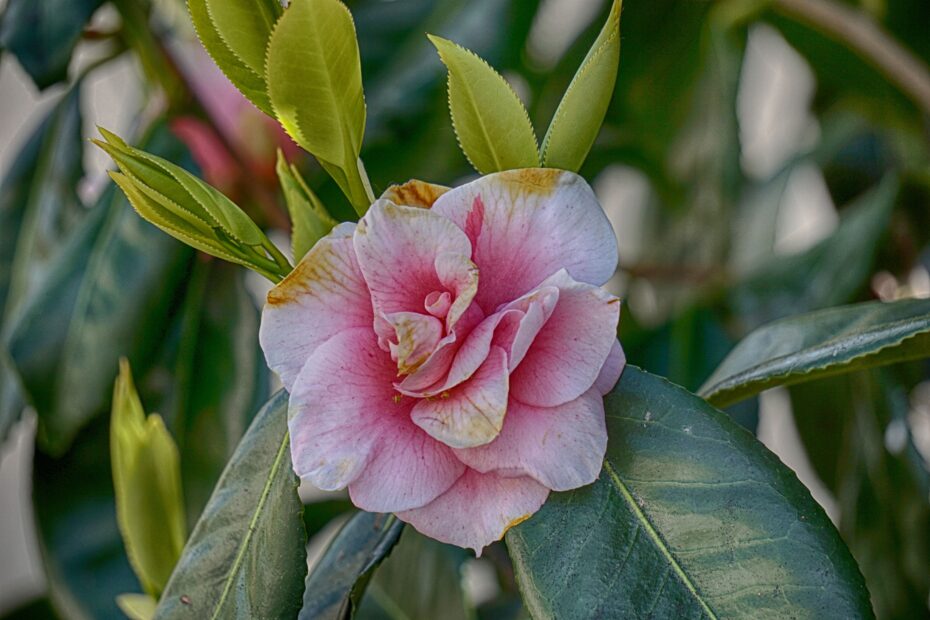 Camelias: Descubre cuándo florecen estas hermosas plantas