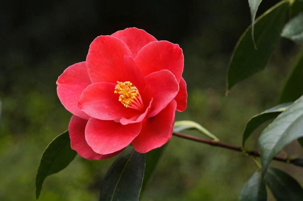 ¿Cuándo florecen las camelias?