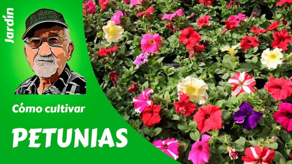 Mejor momento para plantar petunias: guía completa