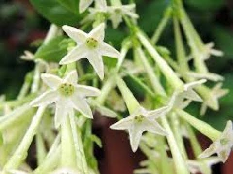 Poda de la dama de noche: cuándo y cómo hacerlo correctamente