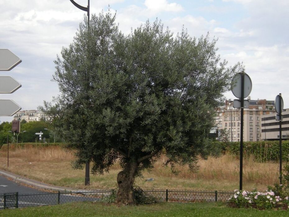 Poda de olivo ornamental: cuándo y cómo realizarla según la botánica