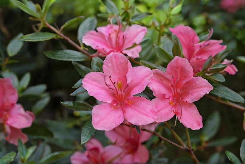 Cuándo se planta la azalea