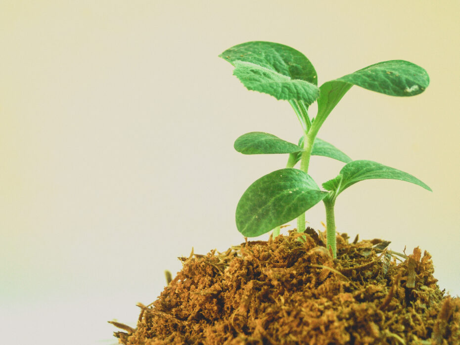 Tiempo de crecimiento de un árbol: ¿Cuánto tarda en desarrollarse?