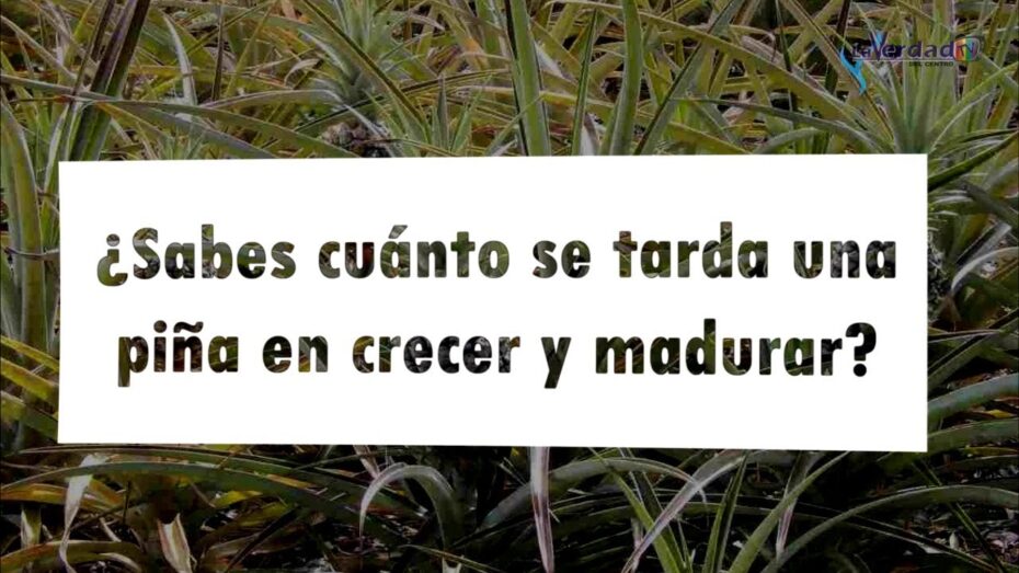 Tiempo de crecimiento de una piña: ¿Cuánto tarda en desarrollarse esta fruta tropical?