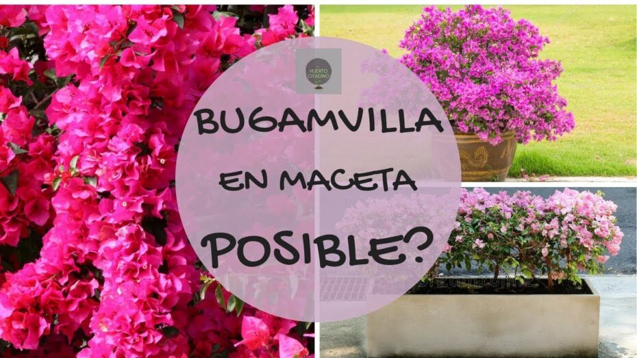 Cuidado y mantenimiento de la buganvilla amarilla: consejos y recomendaciones