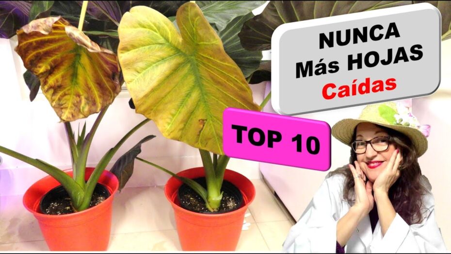 Cuidados de la alocasia en interior: Consejos expertos para mantener esta planta exótica