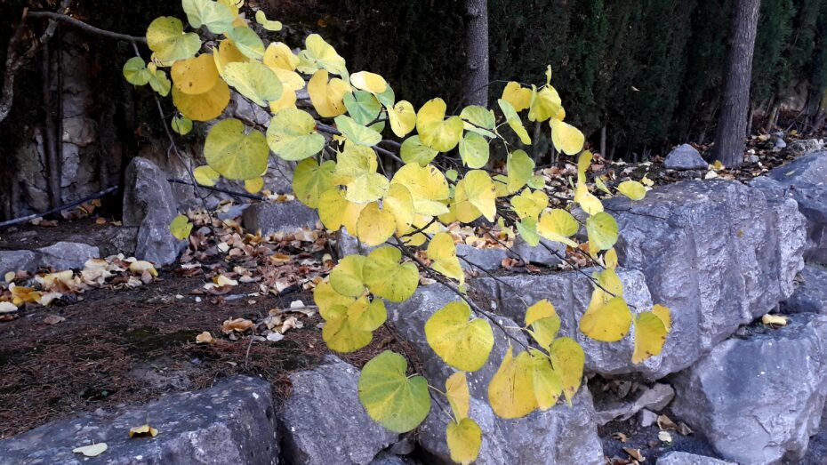 Árbol del amor: Guía completa de cuidados y consejos para tener un jardín lleno de amor