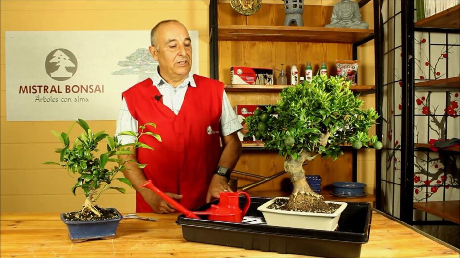 Guía completa de cuidados del bonsái de naranjo: consejos de experto en botánica y plantas