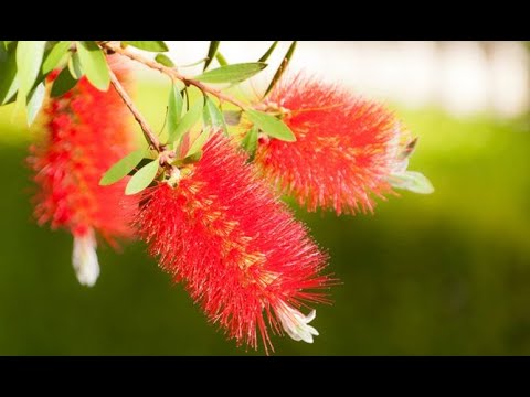 Callistemon en maceta: Cuidados y consejos de jardinería