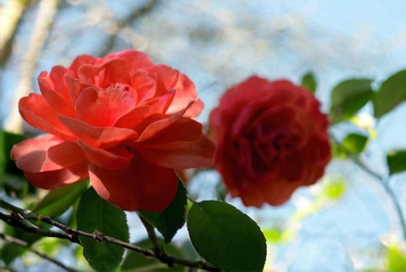 Cuidados de la Camelia