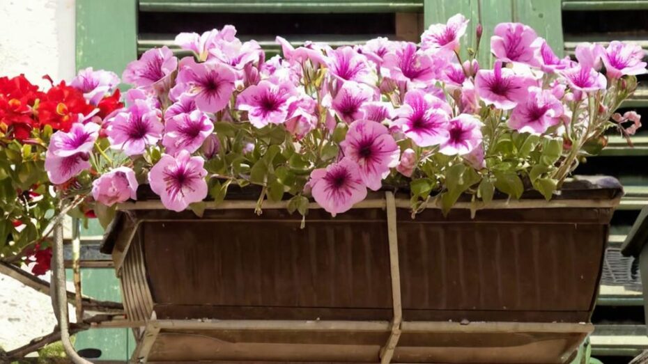 Cuidados de las petunias en maceta