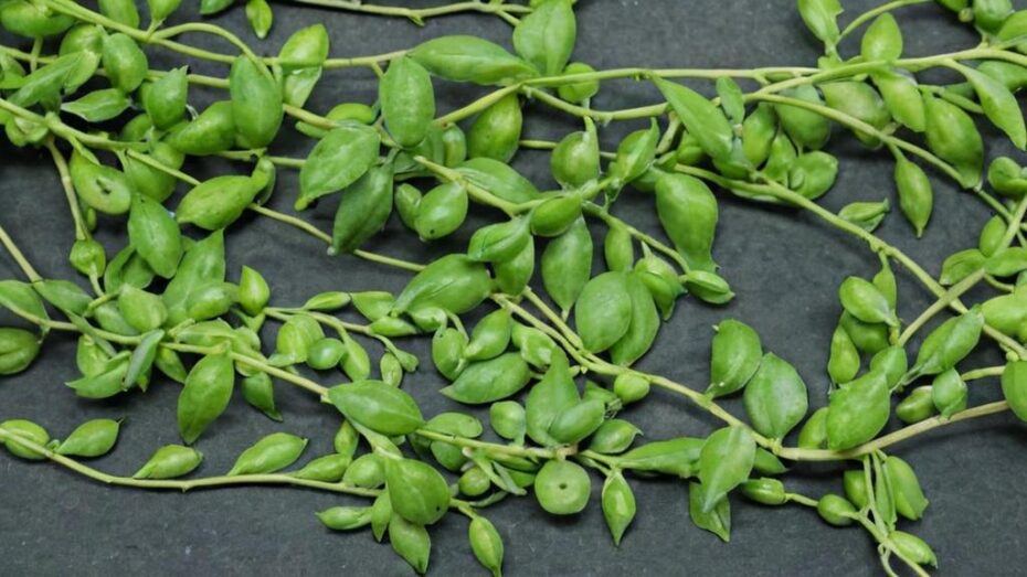 Cuidados del Senecio herreianus