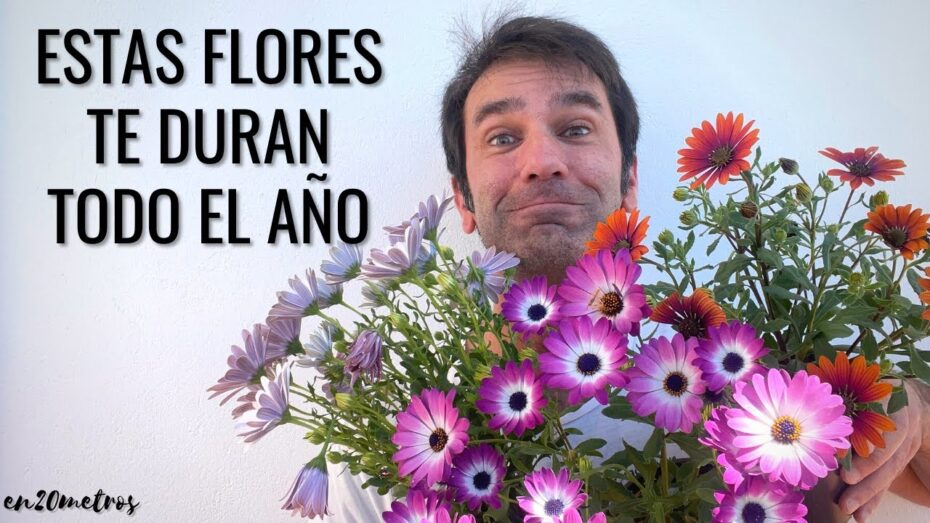 Dimorfoteca en maceta: Cuidados y consejos para un cultivo exitoso