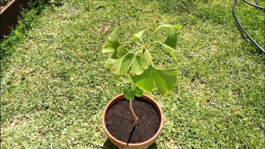 Ginkgo biloba: Cuidados esenciales para mantener su salud y belleza