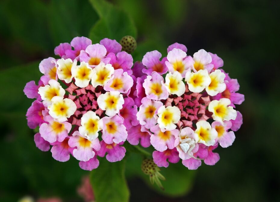 Cuidados de la Lantana camara: Todo lo que necesitas saber para cultivar esta hermosa planta