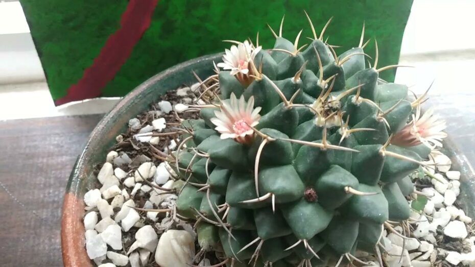 Mammillaria polythele: Guía completa de cuidados para esta planta suculenta