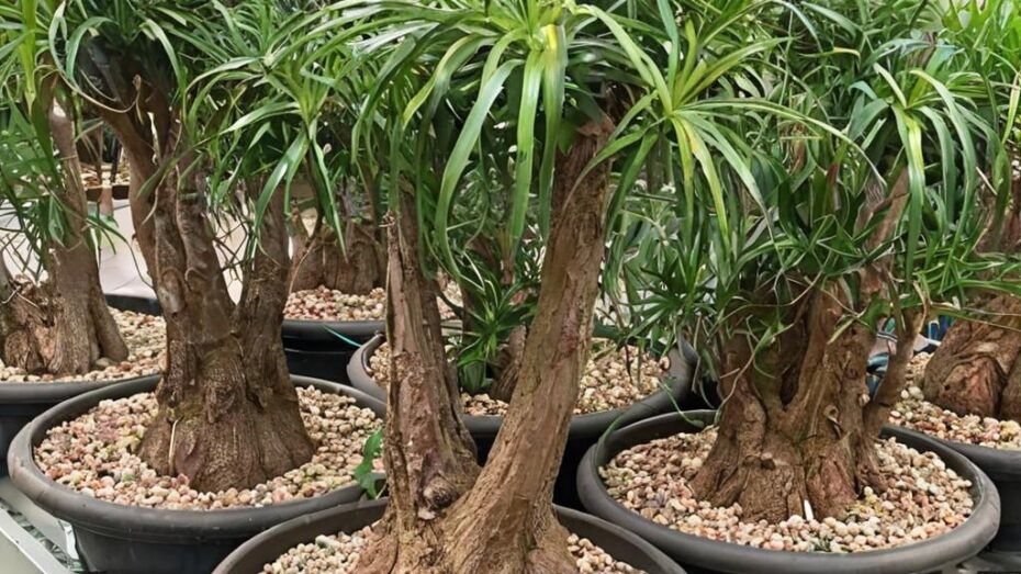 Cuidados para tener una beaucarnea recurvata sana y bonita
