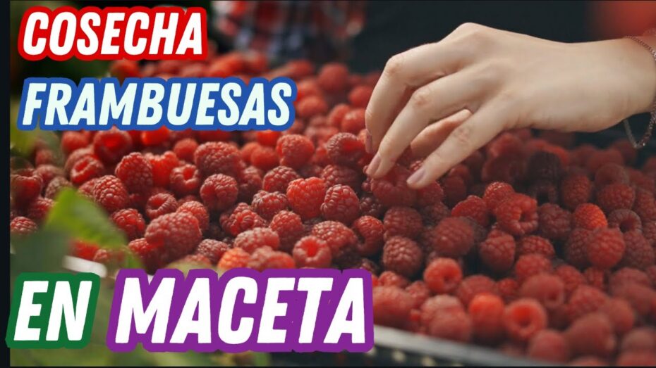 Cuidados de la planta de frambuesa en maceta: consejos para un cultivo exitoso