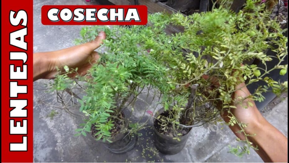 Cuidados de la planta de lentejas en maceta: Guía completa para un cultivo exitoso