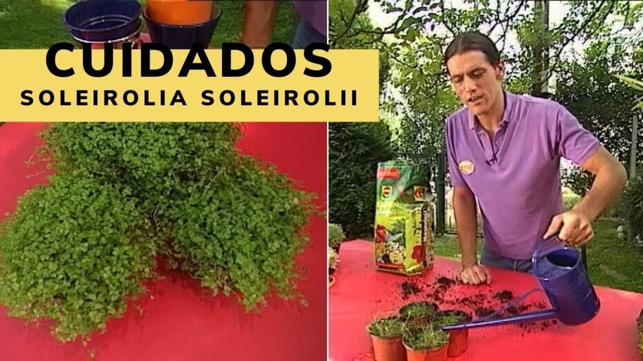 Cuidados de la Soleirolia: Consejos expertos para el cultivo de esta planta única en tu jardín