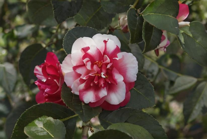Cuidados y cultivo de la Camelia de Japón