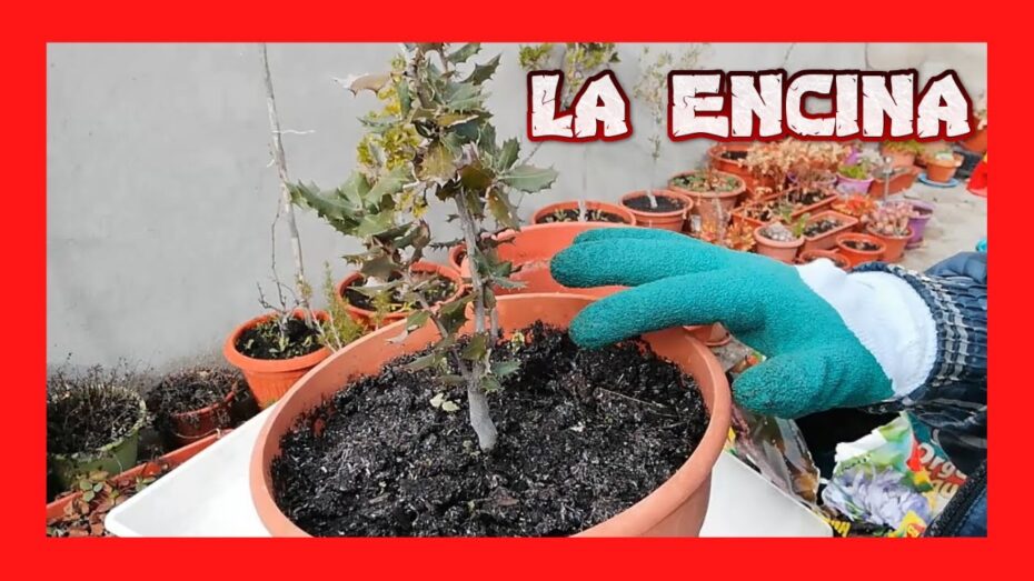 Cuidado del bonsái de encina: guía completa para un crecimiento saludable