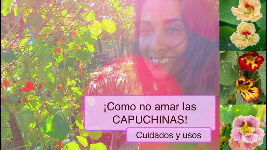 Guía completa de cuidados para la flor capuchina: todo lo que necesitas saber