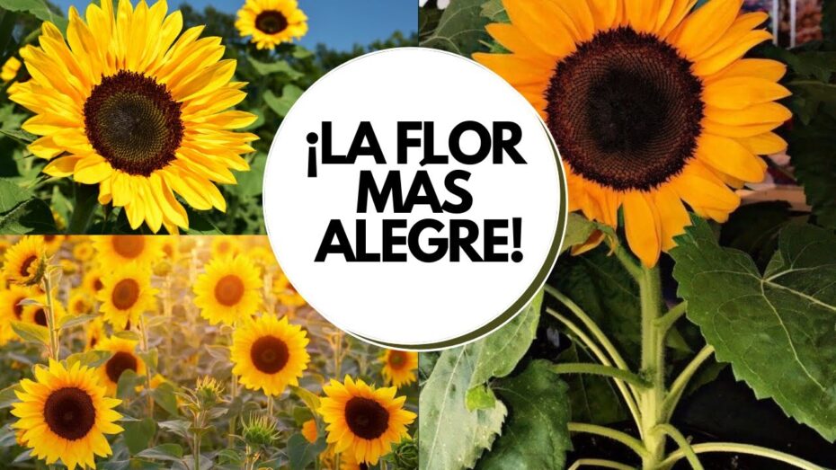 Cuidado de girasol en maceta: Guía completa para el cultivo y mantenimiento.