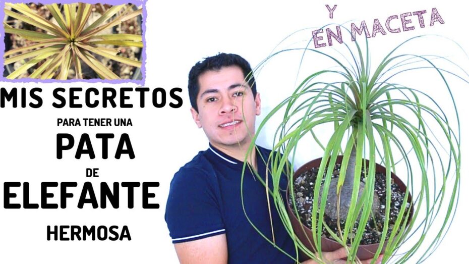 Cuidado de la planta pata de elefante: consejos y recomendaciones SEO