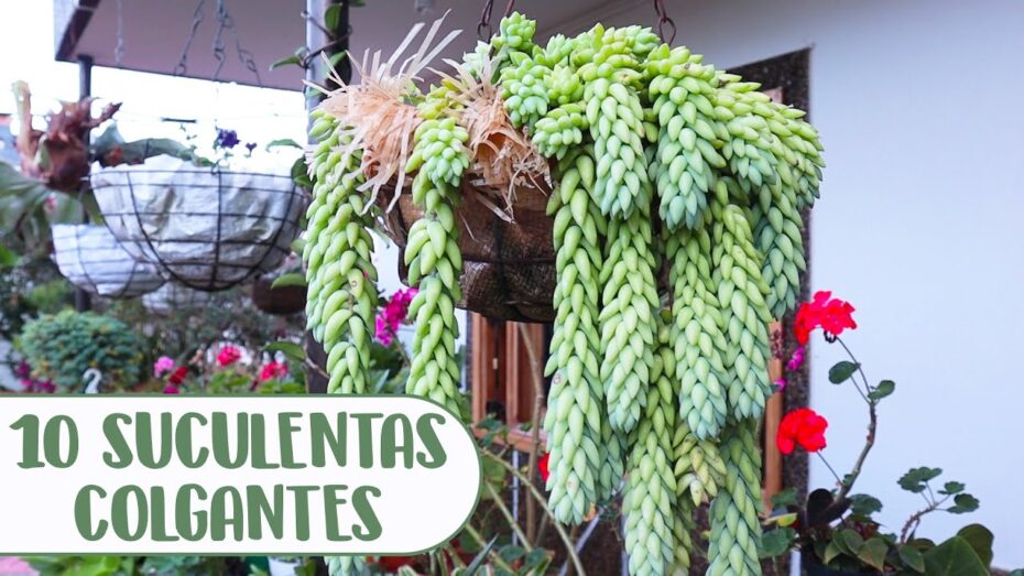 Guía completa para el cuidado de suculentas colgantes: consejos expertos de botánica