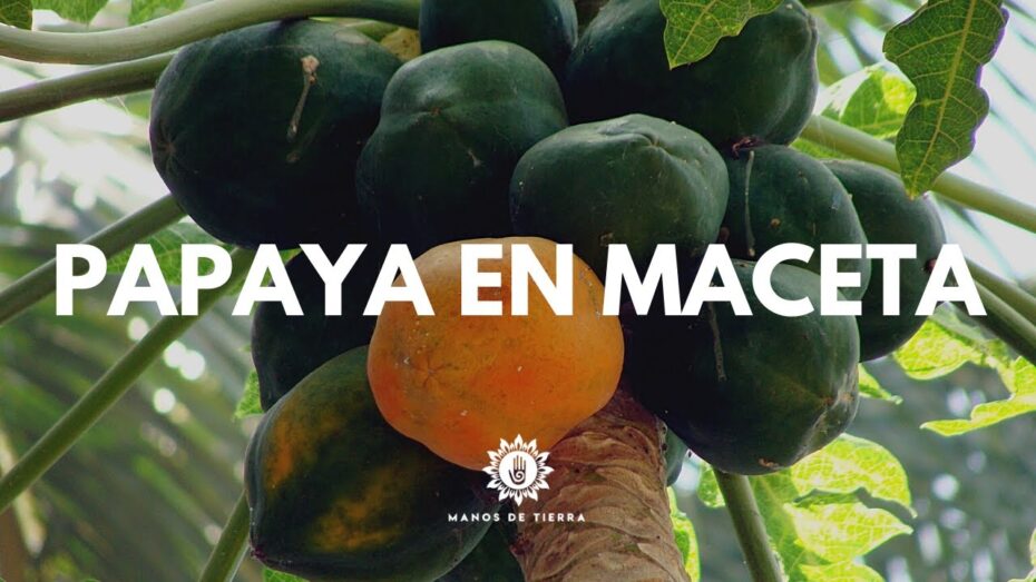 Cultivo de papaya en España: ¡Descubre cómo es posible!