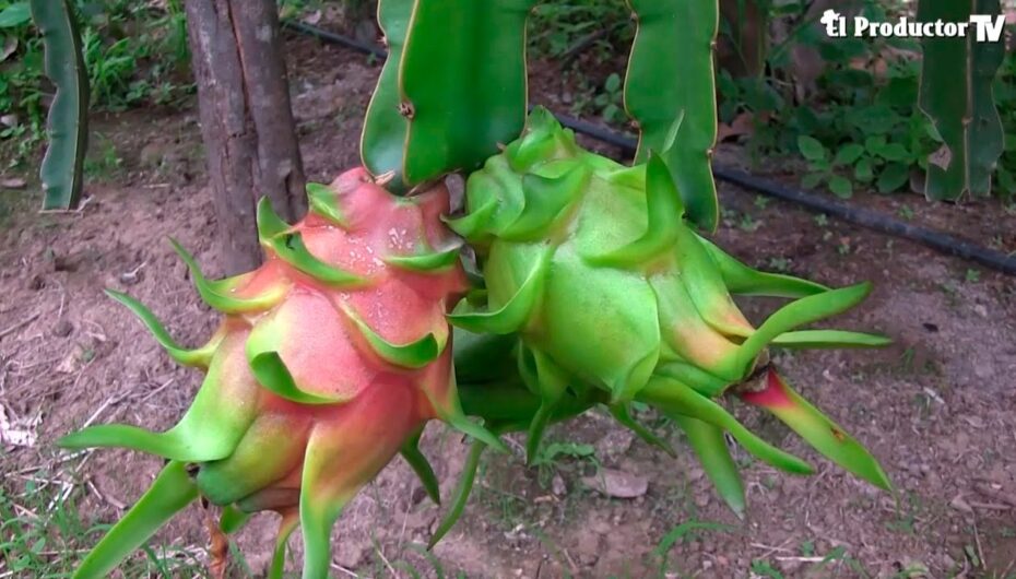 Guía completa para el cultivo de la pitaya: consejos y técnicas de cultivo