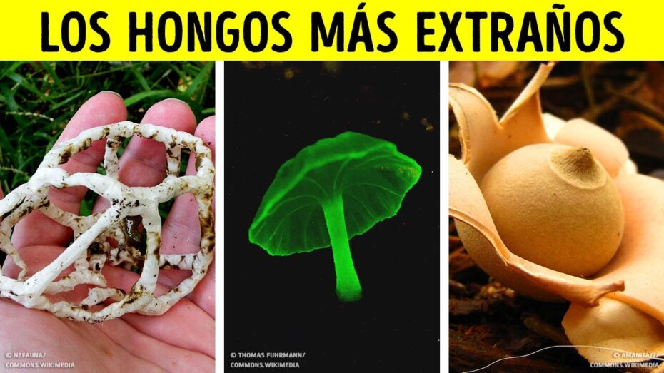 Setas: Descubre las fascinantes curiosidades de este mundo botánico