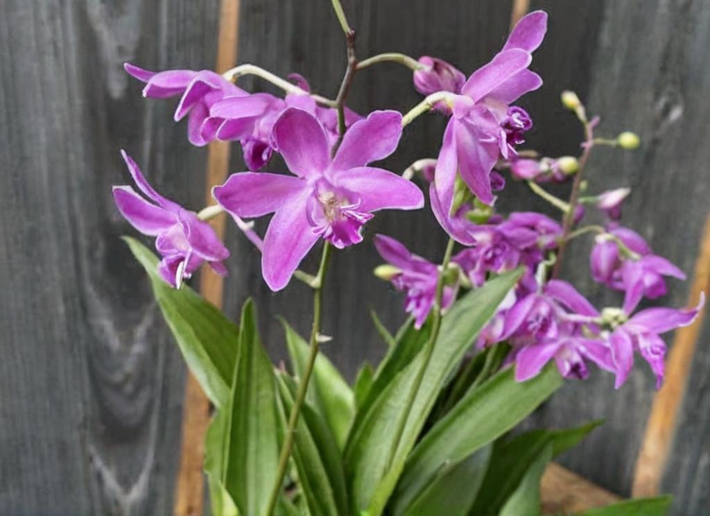Dendrobium Berry Oda: todo sobre cuidados y variedades de éstas fascinantes orquídeas