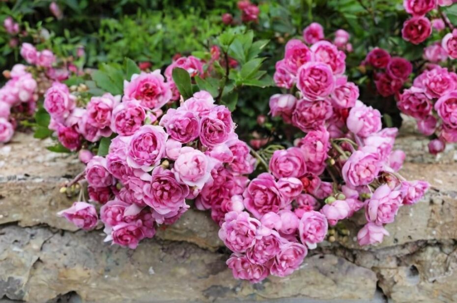 Descubre el mejor fertilizante para tus rosas