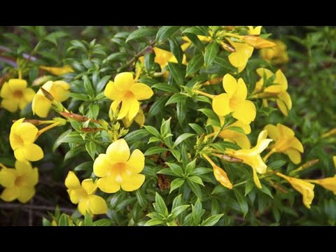 Dipladenia blanca: significado, usos y más - Descubre todo sobre esta planta y su simbolismo