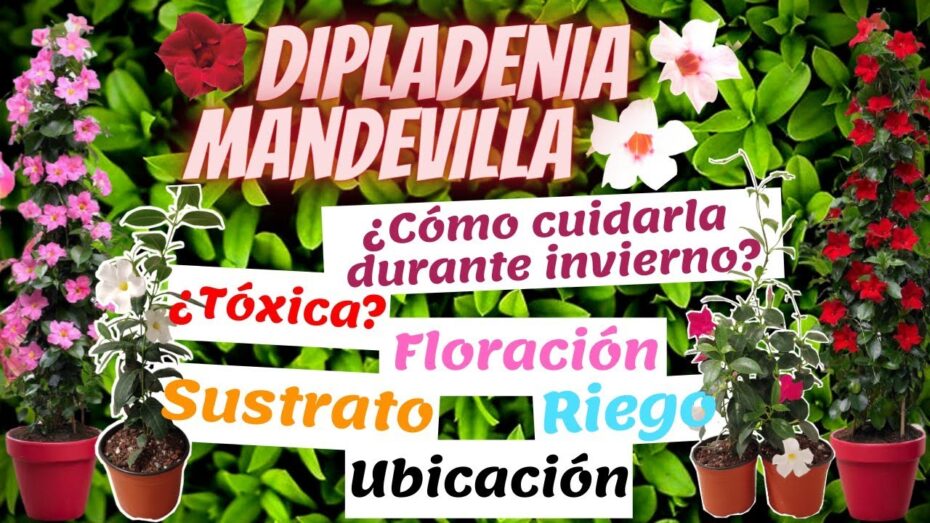 Cuidados de la Dipladenia en casa y en el exterior: todo lo que necesitas saber