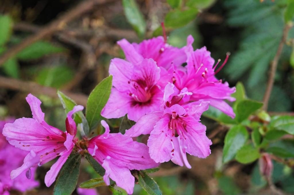 ¿Dónde colocar a la azalea: en el sol o en sombra?