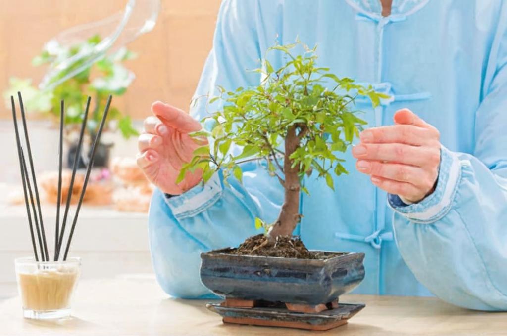 Dónde colocar un bonsai según el feng shui