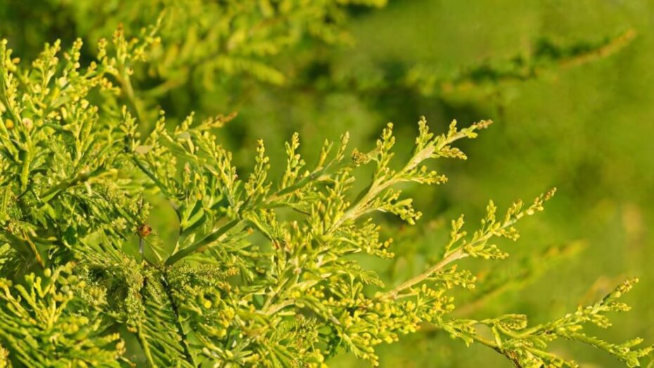 Dónde colocar un pino limonero y cuánto puede llegar a crecer