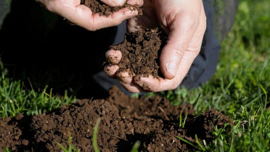 Dosis de tierra de diatomea y cómo usarla correctamente en tus cultivos