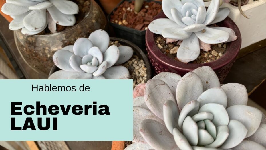 Echeveria laui: Descubre los secretos de esta fascinante planta suculenta